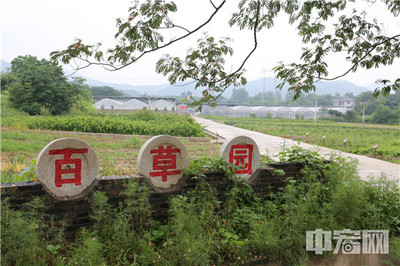 南京山景村的振兴路——从中草药种植到打造中医药文化生态村