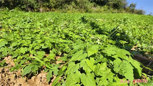 手持金 药 匙 平凉崆峒群众打开致富门凤凰网甘肃 凤凰网