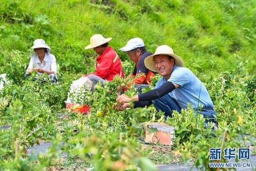 在希望的田野上 甘肃清水 金银花种植助民增收