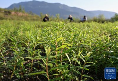 河北丰润:发展中草药种植 助力乡村振兴