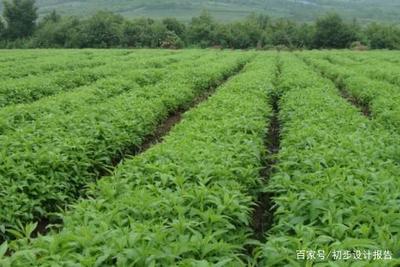 中药材种植项目可行性研究报告