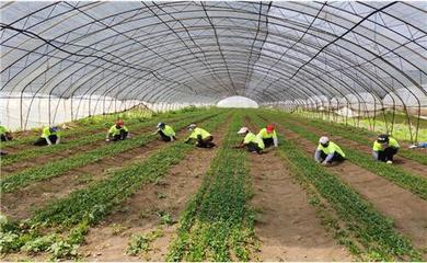 黑龙江宁安市耿世龙:发展中草药种植致富的“带头人”