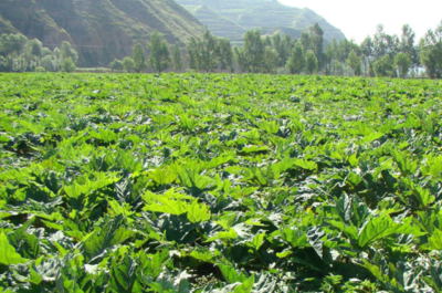 镇巴县茂恒中药材种植有限责任公司