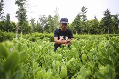 林下种植中草药 绿色发展有“良方”