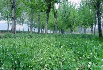 林下种植中药材六大问题