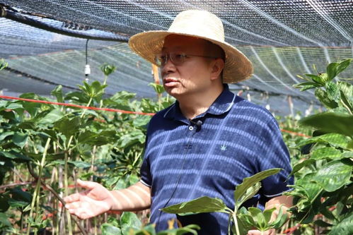 昆明第一家,滇重楼种植示范基地在嵩明挂牌