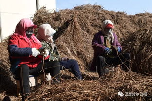 巴彦淖尔 仿野生种植,开出中 蒙 药材产业发展 千金方