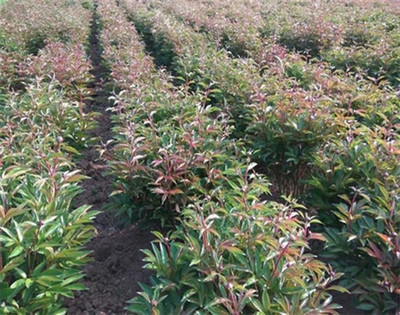 赤芍苗药材种植赤芍苗价格