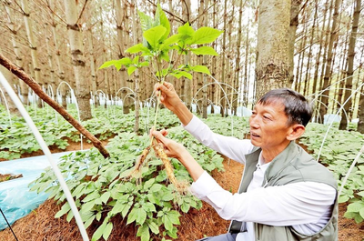 云南中药材产业如何“破圈”?