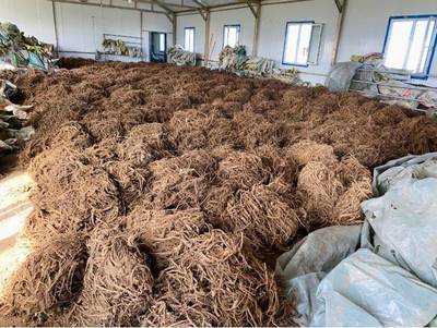 牙克石市:中草药种植让生态更优 群众更富