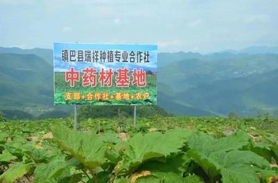 镇巴药用大黄种植入选省级示范基地