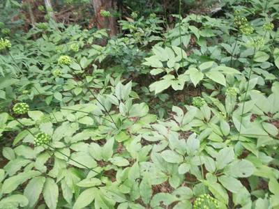 【湖北荆门东宝野三七种植基地重楼三七种植方法药材致富品种图片】湖北荆门东宝野三七种植基地重楼三七种植方法药材致富品种 - 宜昌市夷陵区禾元甲中药材种植专业合作社