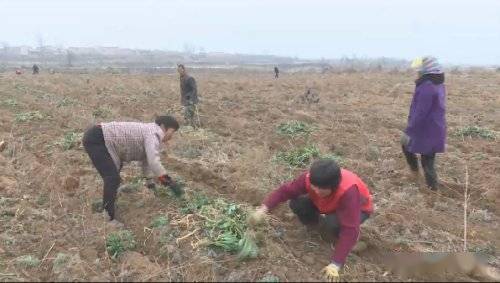 中药材种植2.7万亩 3个月用工高峰期 旬邑这个村用药材带领群众奔小康