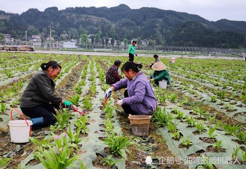 湖北庄稼汉立足乡村创业 开拓中药材种植产业打开创富路