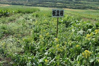 中药材行业为什么会迎来种植热潮?中药材种植要注意以下事项