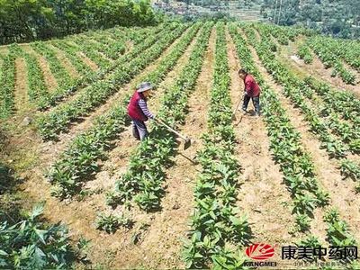 重庆靛水村民因地制宜种植中药材