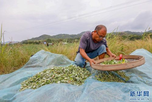 江西乐安 中草药种植助增收