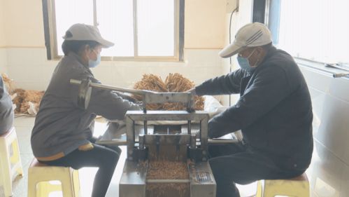 青松中药饮片 家门口的工厂 持续助农增收