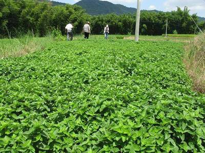 中草药种植专业怎么样_专业分析