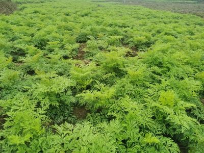 沐川:中药材种植开启村民致富金"药"匙