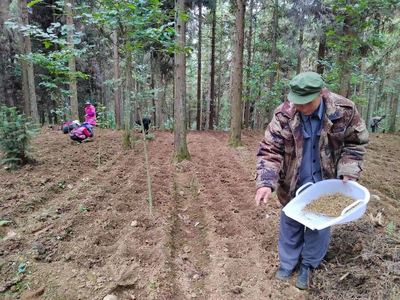 村民正在林下种植中药材。