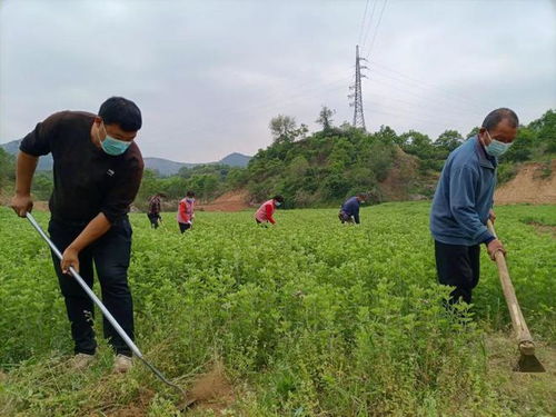 青州 加速布局中医药全产业链